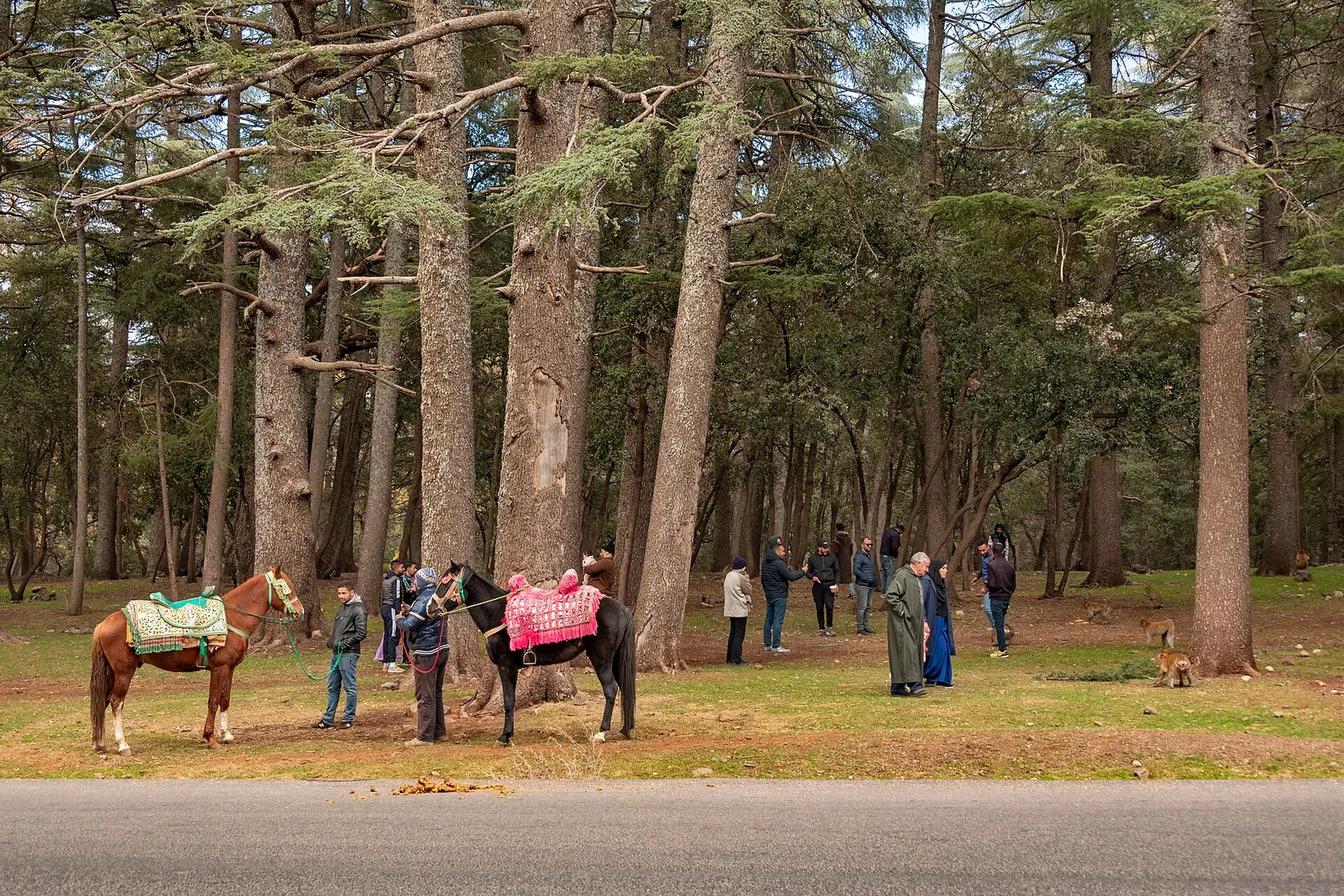 Forêt de cèdres près d’Azrou